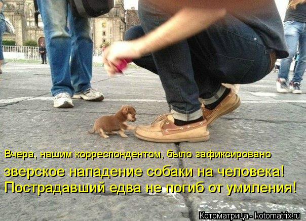Котоматрица: Вчера, нашим корреспондентом, было зафиксировано  зверское нападение собаки на человека!   Пострадавший едва не погиб от умиления!