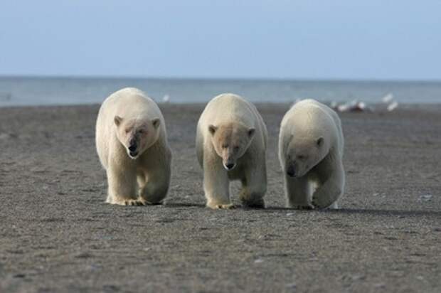 На остров Врангеля массово сошли белые медведи