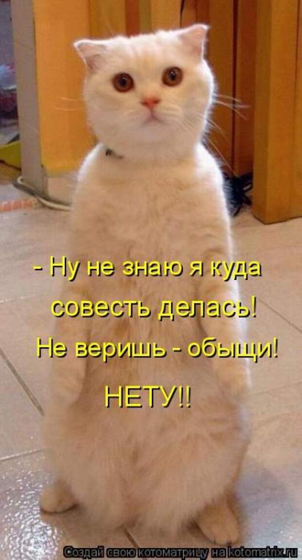 Котоматрица