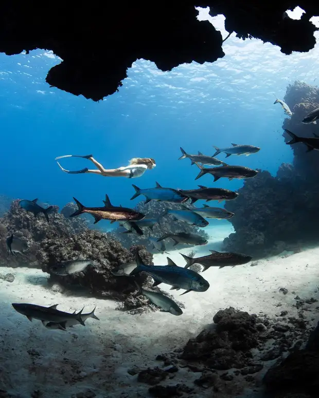 Андре Масгроув (André Musgrove) и его невероятные подводные снимки