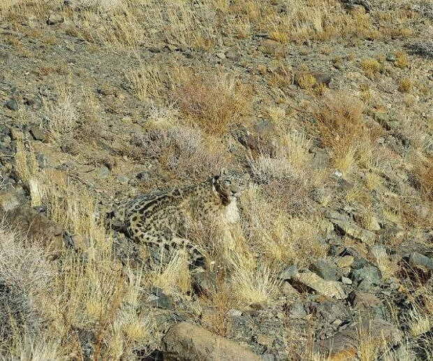 Camouflage-Cats-7 (600x500, 78Kb)