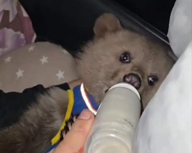 Оставшегося без матери медвежонка спасли в Северной Осетии