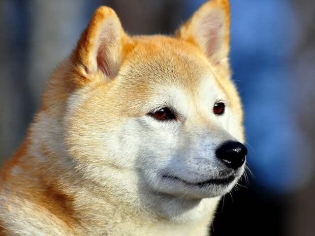 Шикарный