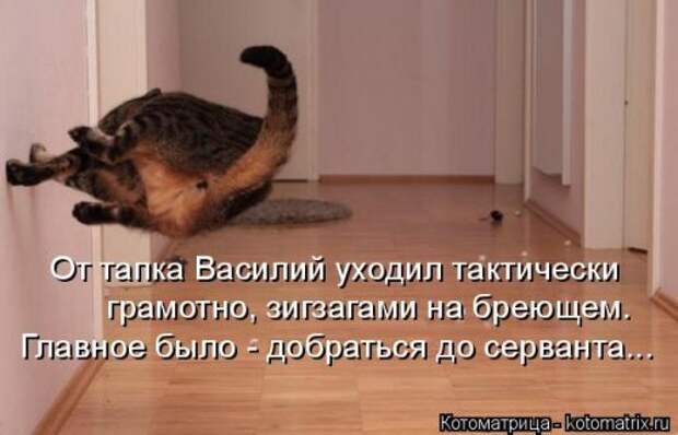 Новая котоматрица (37 шт)