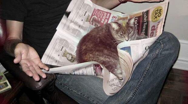 кошка мешает читать 