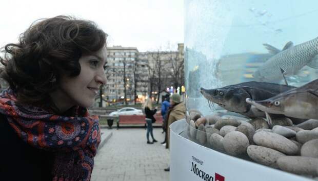 Гид по лучшим развлечения «Рыбной недели» в Москве