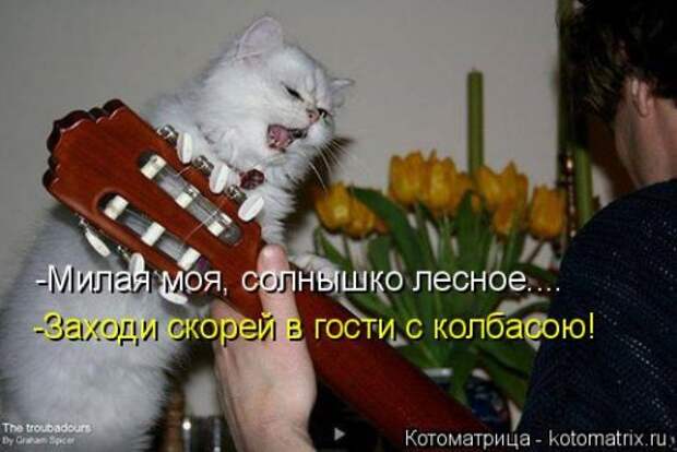 Лучшая котоматрица на Бугаге (29 шт)