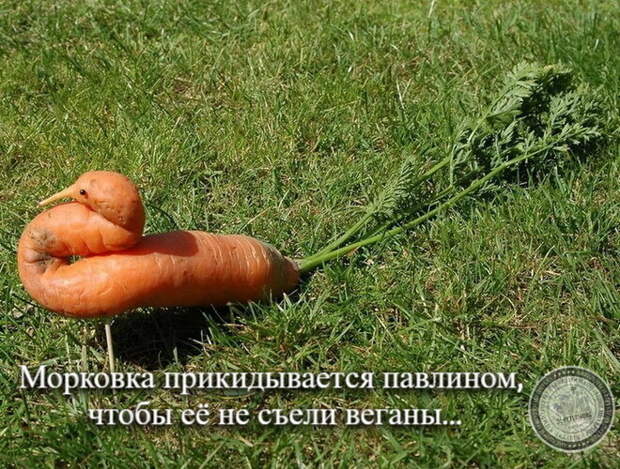 Морковка