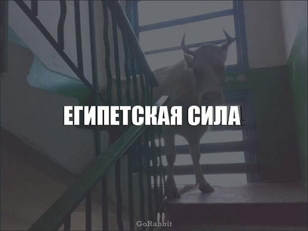 Смешные выражение, которые используют только в нашей стране (23 фото) Смешные выражение, которые используют только в нашей стране (23 фото)