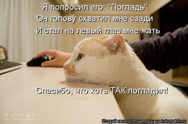 Говорят коты!