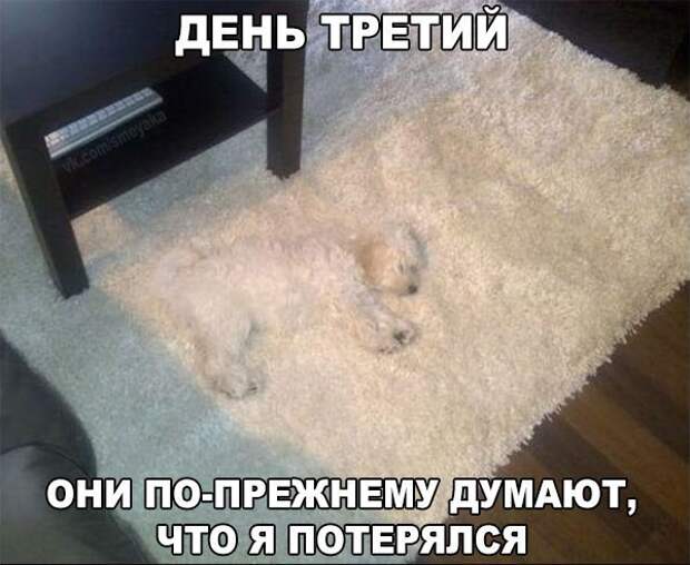 Смешные картинки с надписями прикол, юмор