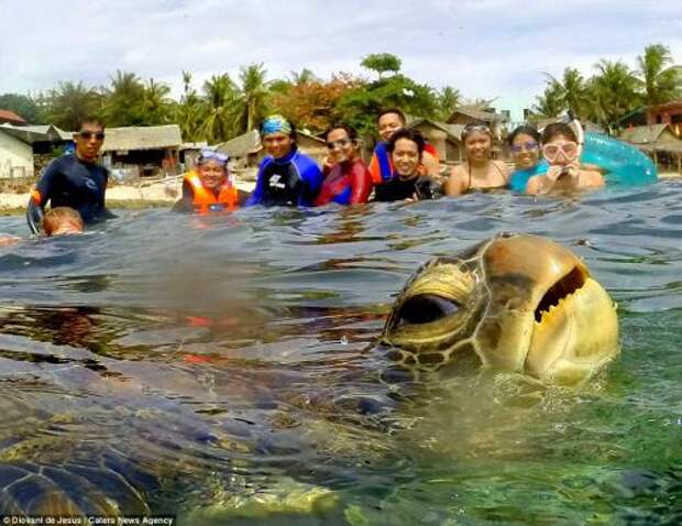Зёлёная морская черепаха вклинилась в групповое фото на Филиппинах.