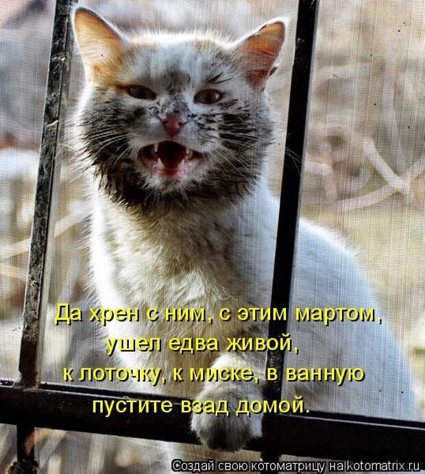 Котоматрицы (картинки с надписями)