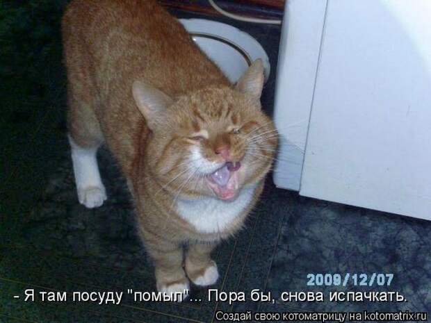 Котоматрицы :)
