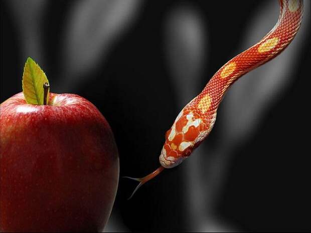 Red Snake and REd Apple (700x525, 33Kb)