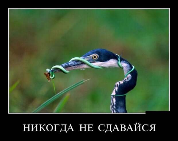 Демотиваторы (30 фото)