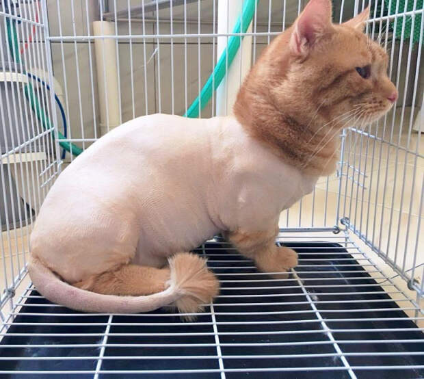 кошки до и после того как побывали у парикмахера, собаки до и после того как побывали у парикмахера