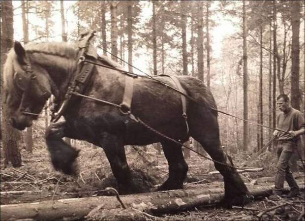Тяжеловоз