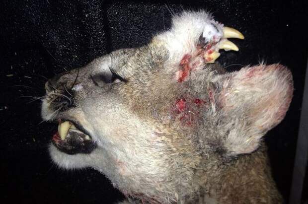 В Айдахо застрелили пуму с растущими из ушей зубами лев, мутант, пума