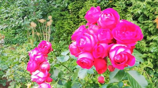 Секрет пышного цветения розы