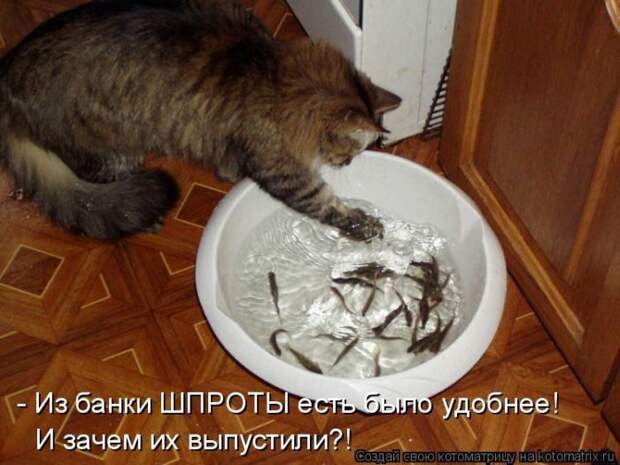 Лучшие котоматрицы недели