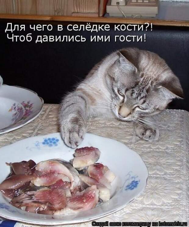Прикольные коты в котоматрицах.
