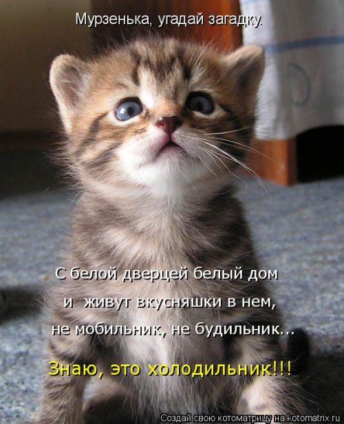 Отличная котоматрица для поднятия настроения (40 фото)