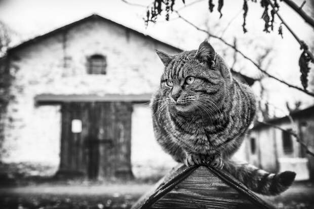 Кошки, которые сидят в неудобных местах: фотопроект Sabrina Boem Кошки, которые сидят в неудобных местах: фотопроект Sabrina Boem