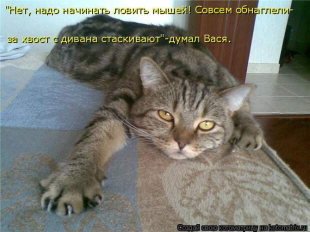 Лучшие котоматрицы недели