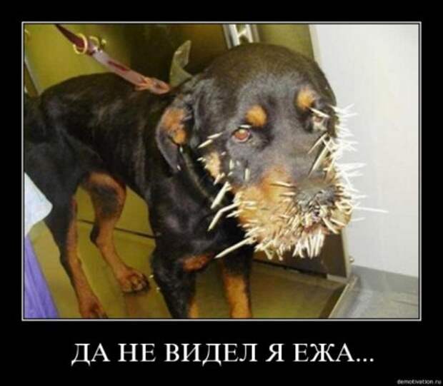 Демки порция.