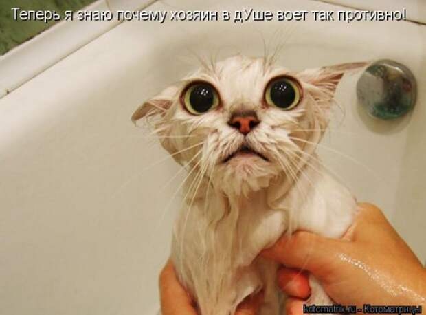 Новая котоматрица (36 фото)