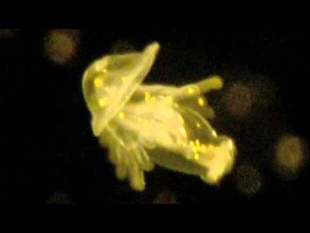 Биологи нашли неизвестные морские личинки и не знают, что из них вырастет
