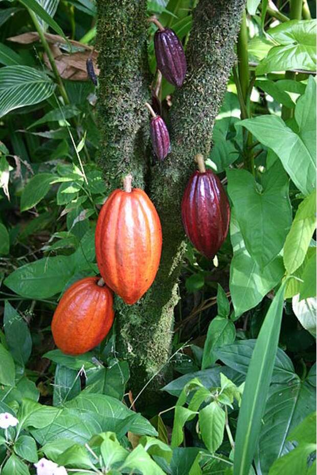 cacao-tree-with-fruit-pods