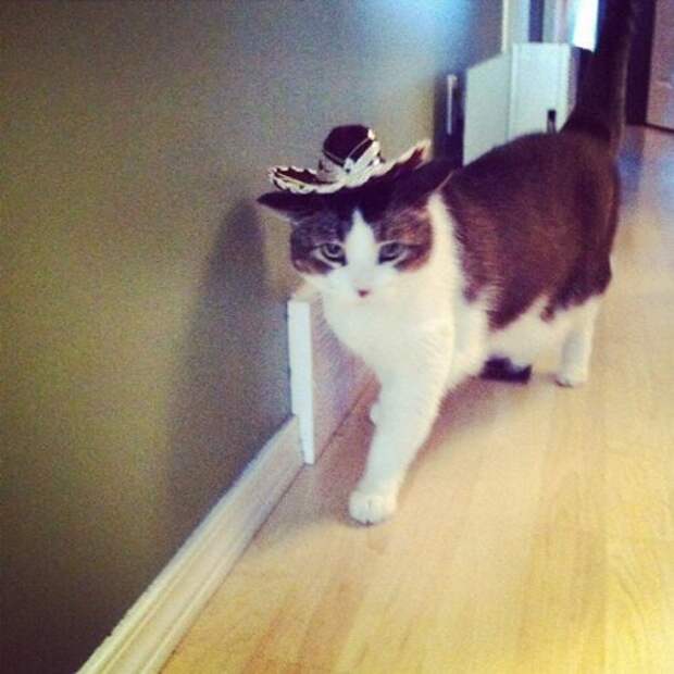 Животные-очаровашки (26 фото)