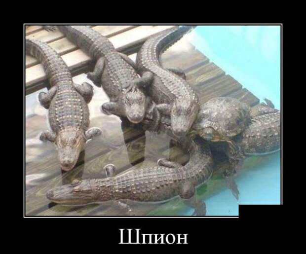 Демотиваторы (30 фото)