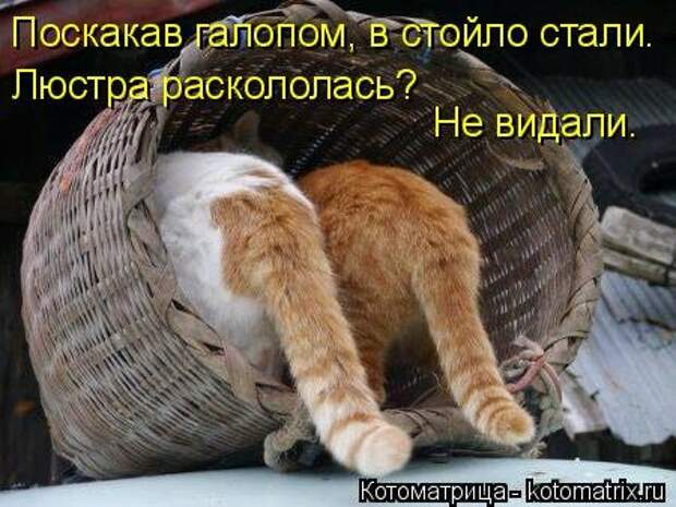 Котоматрица для хорошего настроения (35 фото)
