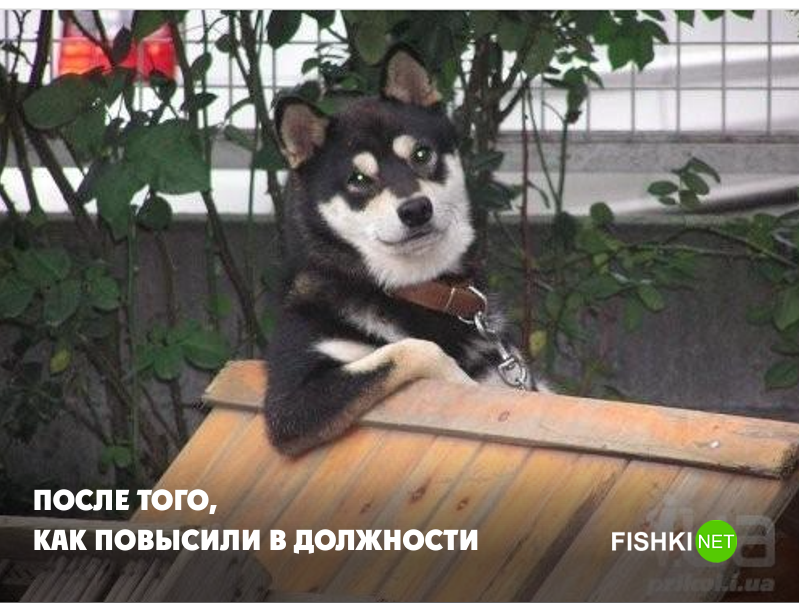 Да кто вы такие? животные, юмор