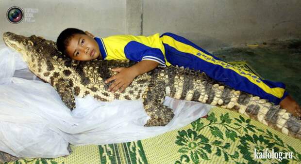 Необычные домашние животные (55 фото) Необычные домашние животные (55 фото)