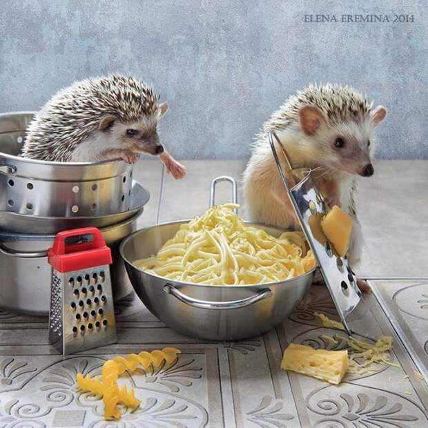 Ежи на фото Елены Ереминой.