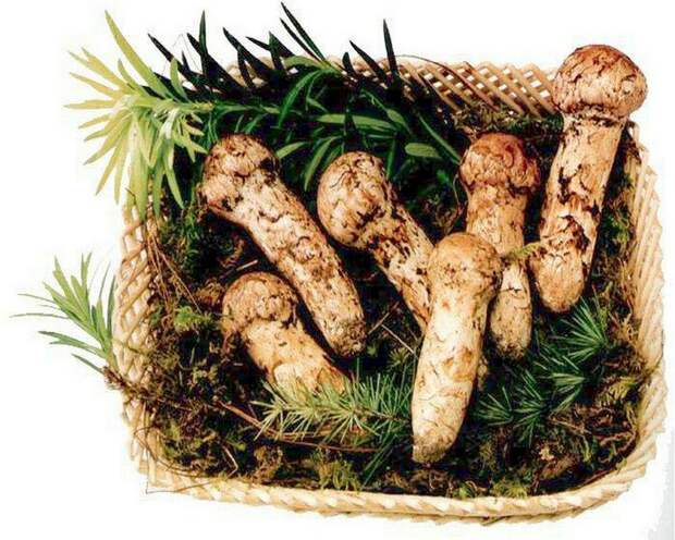 10 самых редких продуктов 10 самых редких продуктов интересное, овощи, продукты, редкость, фрукты
