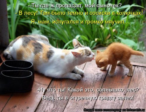 Еженедельная котоматрица (26 фото)