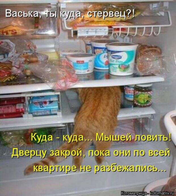 Лучшие котоматрицы недели (50 фото)