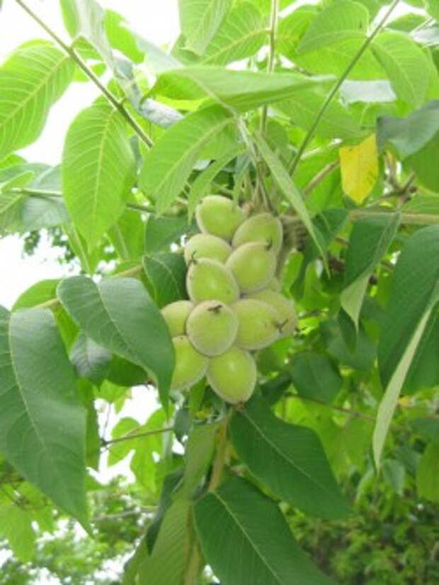 Плоды ореха маньчжурского