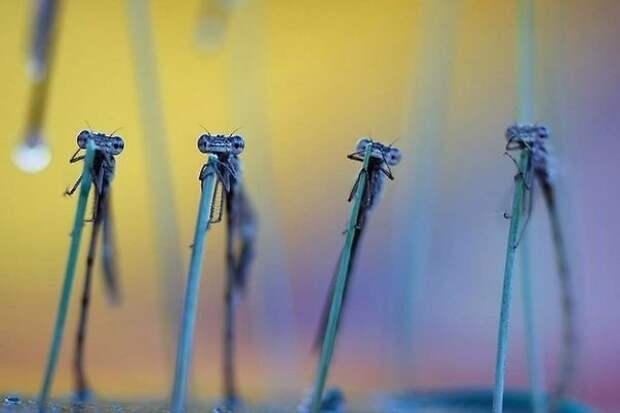 Любопытные стрекозы в неожиданно милой фотосессии Типли Ремуса животные, стрекоза, фотосессия