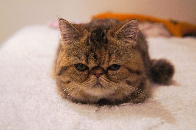 29 фотографий животных, которые точно поднимут вам настроение