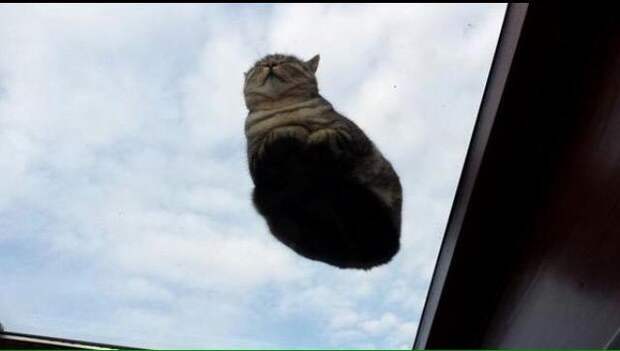 кошка сидит на стеклянном столике