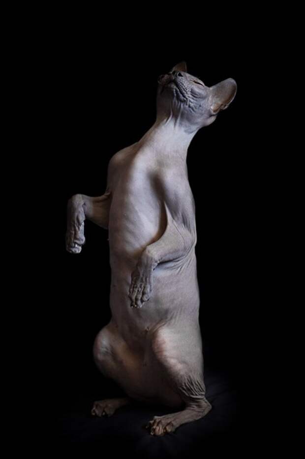 Фотографии котов сфинксов Alicia Rius-10