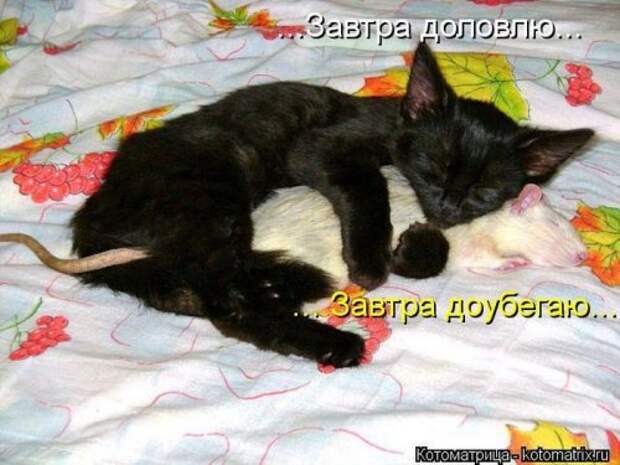 Сборник весёлых котоматриц (35 шт)