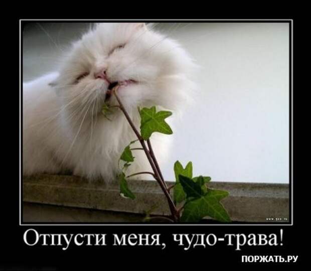 Демы прикольные у нас таких на сайте много.