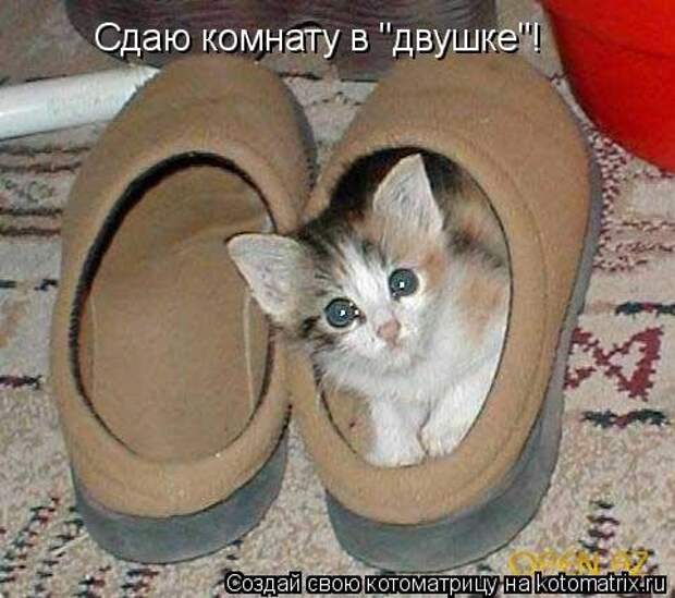 Свежая котоматрица (38 фото)